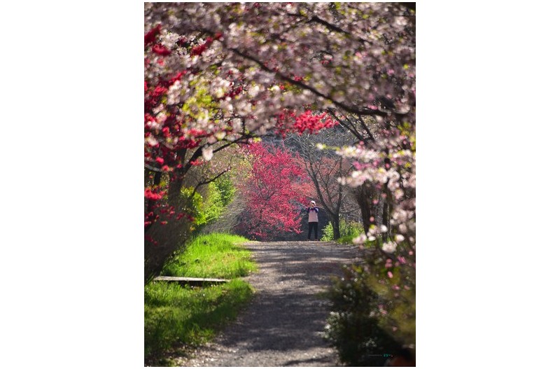 20220408#[진해] 아름다운길에서...드림로드