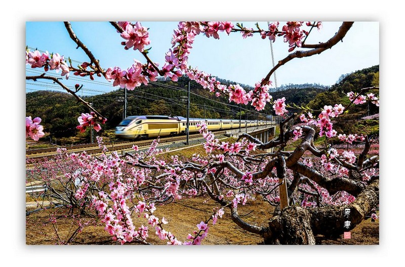 봄 향기 싣고 달리는 열차