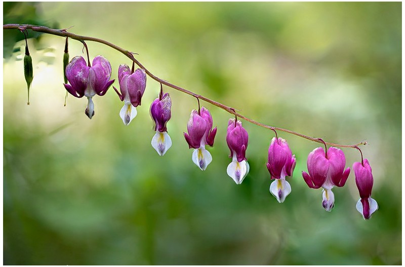 금낭화(다초점 촬영)