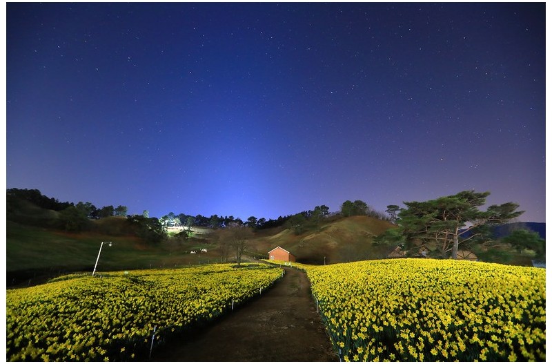 밤에 피는 수선화