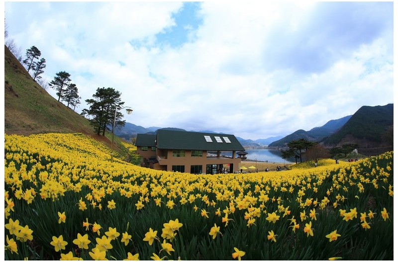 수선화가 가득한 동산