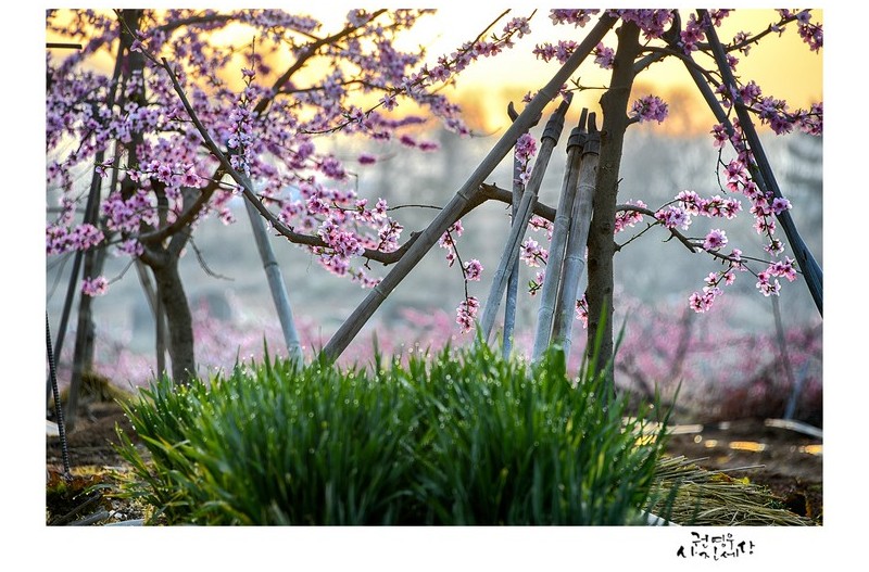 도화나무 아래서