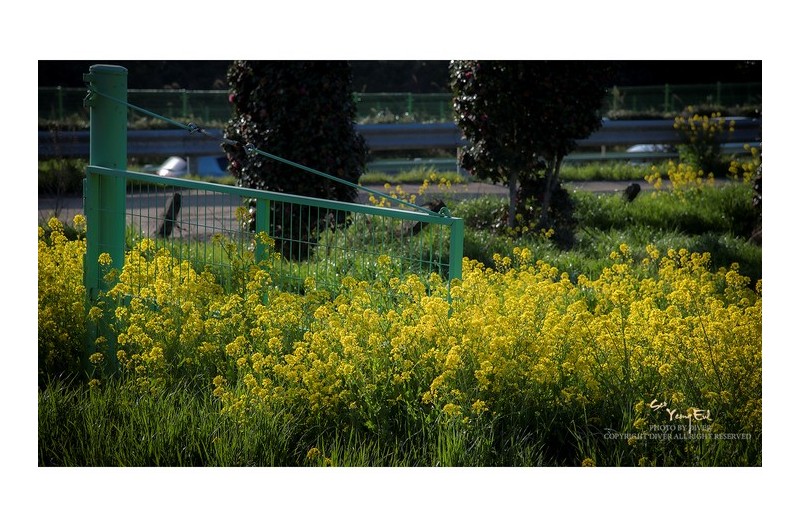 봄의 향기를 찿아 #2