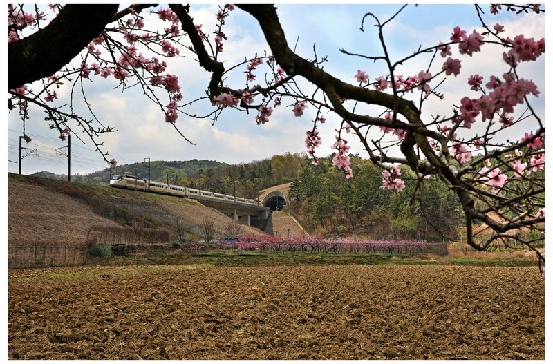 복사꽃 피는 마을