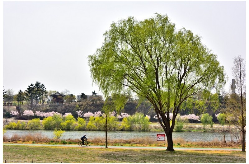 강변의 봄빛