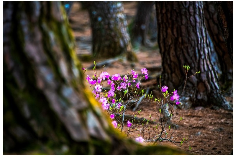 솔숲에 진달래