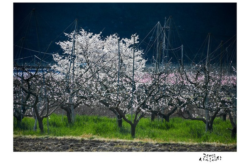 봄이 절정이던 날