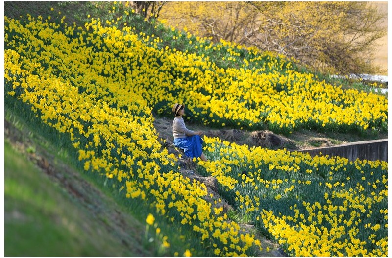 수선화 동산에서