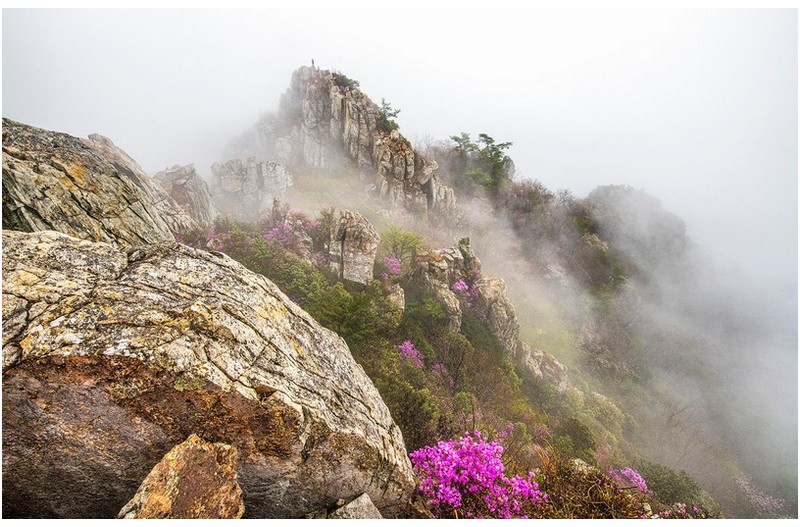 산에 꽃이 피네