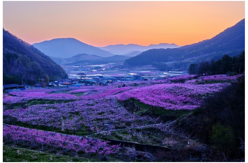 무릉도원의 아침