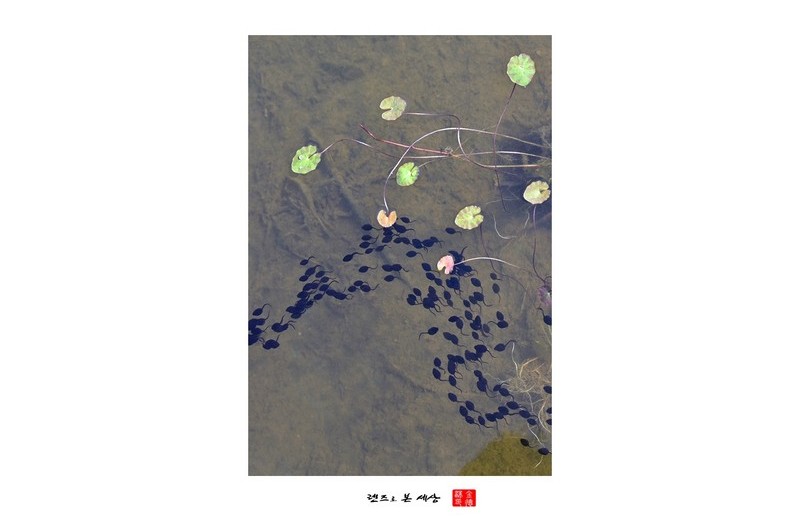 올챙이들의 외출