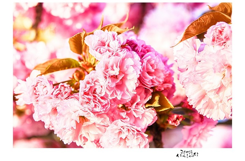 봄의 색은 분홍일지도..