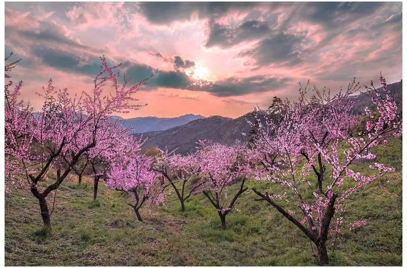복사꽃이 필 때면