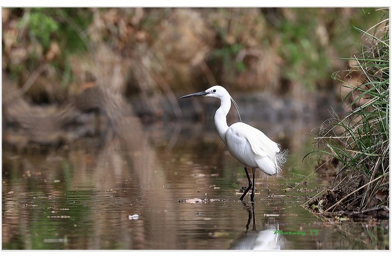 길옆 금낭화  ㅡㅡㅡㅡㅡㅡㅡㅡㅡㅡㅡㅡ