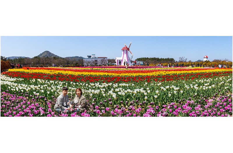 신안 임자도 튜율립