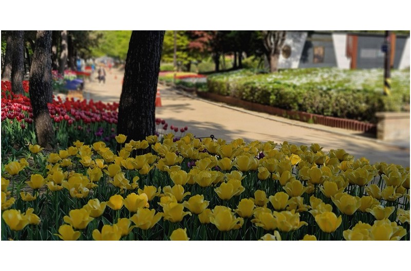 봄꽃들의 향연 ----