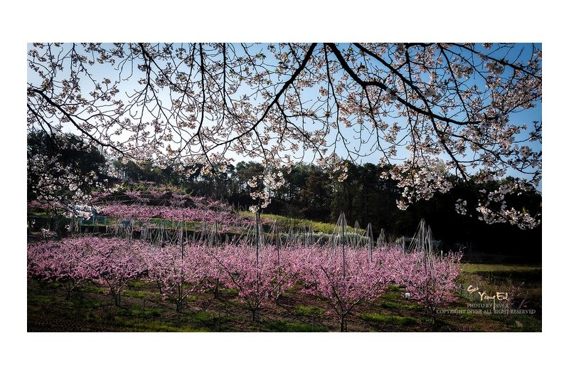 복사꽃 피는 고향의 봄