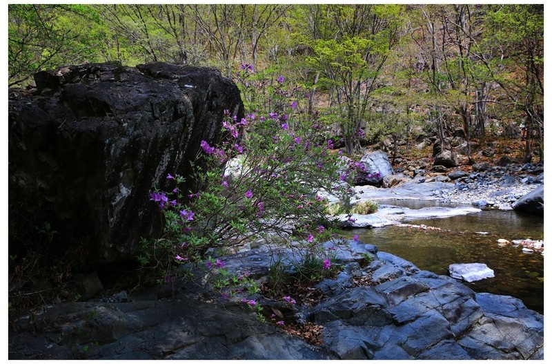 수달래 피는 계곡