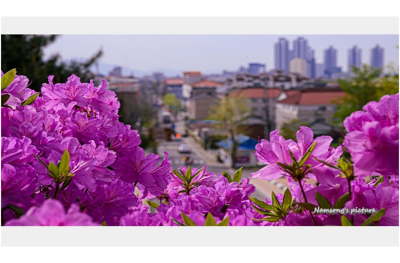 봄의 언덕에서 -------