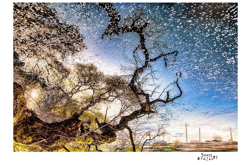 별 반짝이던 날