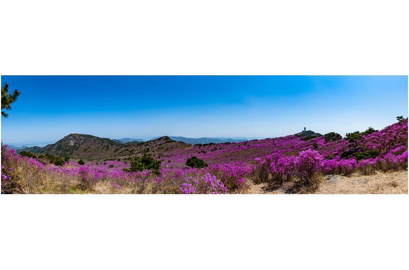 비슬산 참꽃길 따라......