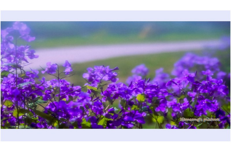 보라색 유채꽃의 하모니 ---