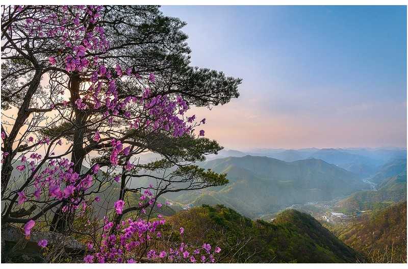 대둔산 진달래/1