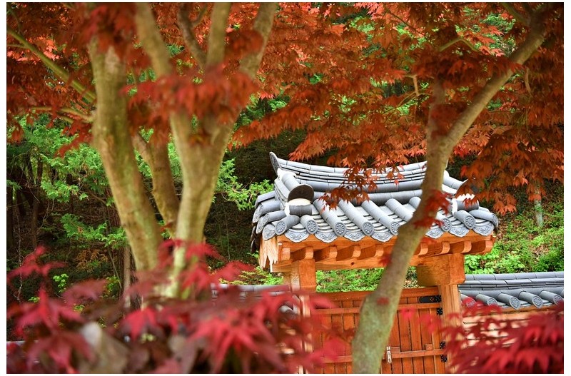 아침산책 총림사