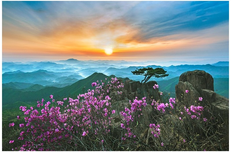 대둔산 진달래/2