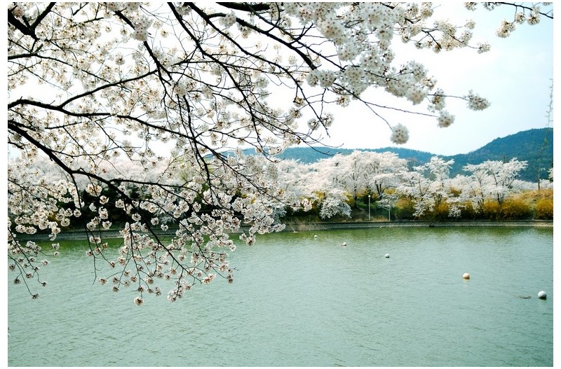 보문호의 봄향기