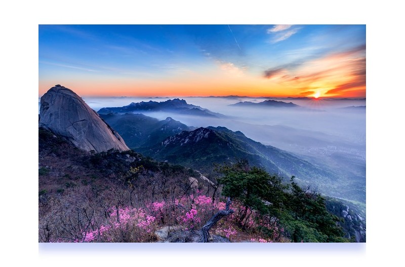 인수봉과 진달래