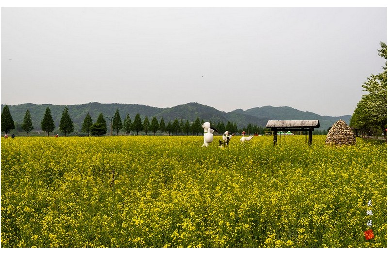 남지 유채밭