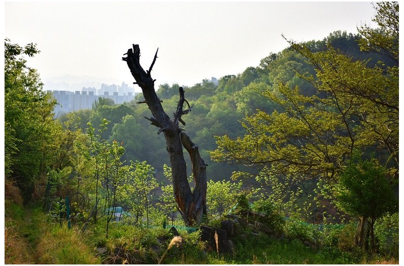 아침산책 망진산