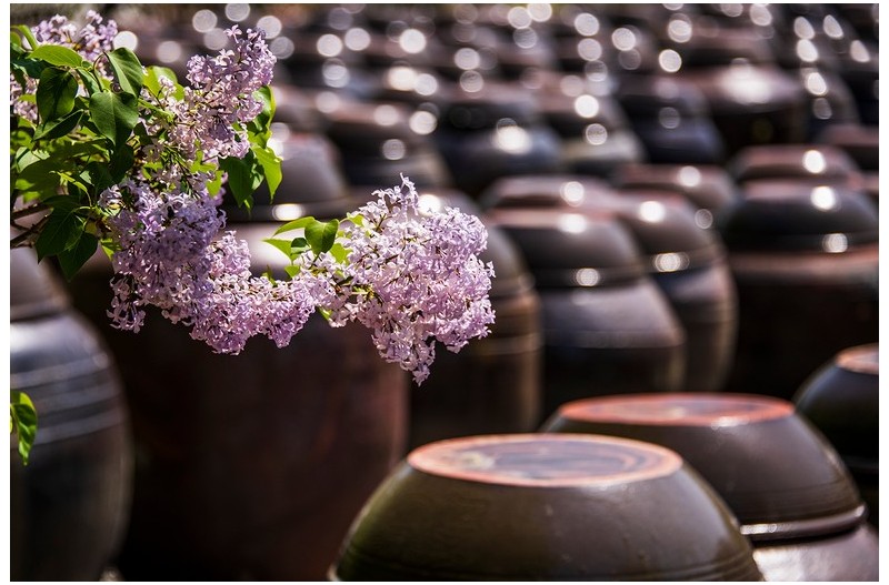 라일락 향기가 전해지나요