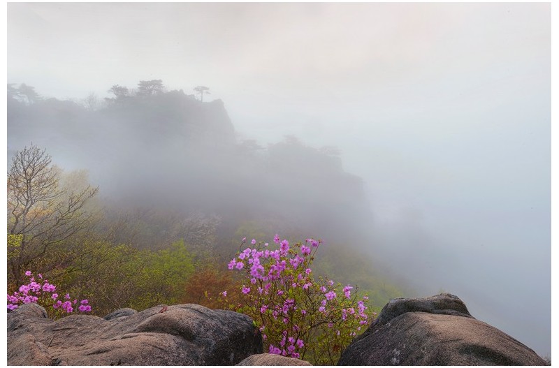 대둔산 진달래/3