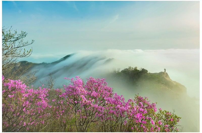 대둔산 진달래/4