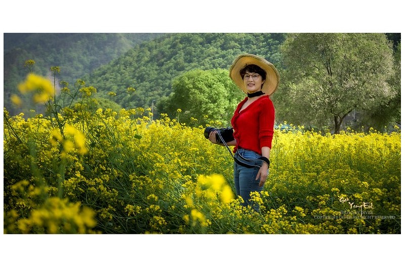 유채꽃밭을 찿아