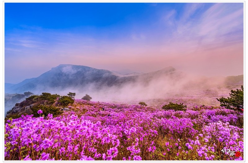 진달래 군락지의 아침