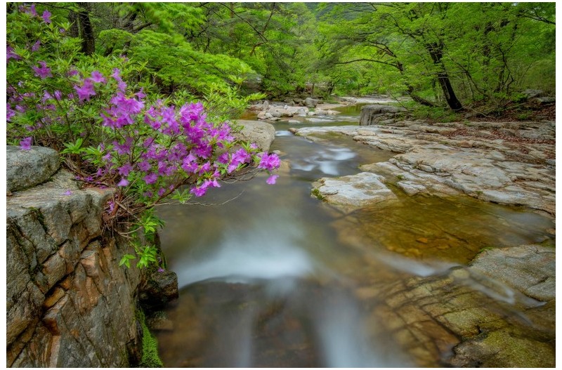계류와 산철쭉
