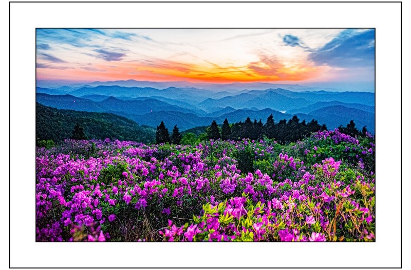 철쭉밭과여명,,,