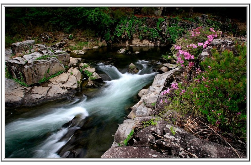 수달래 를 찿아
