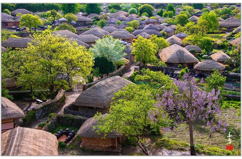 이팝꽃이 만개한 낙안읍성