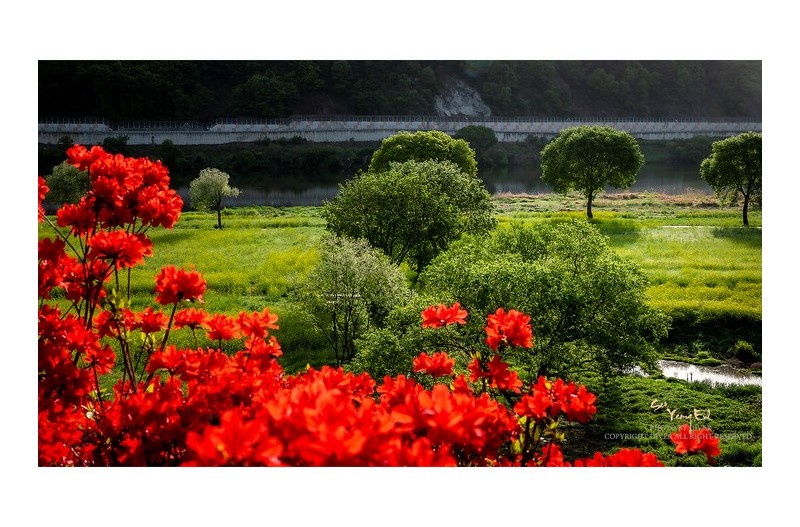 푸르름이 주는 행복 #1