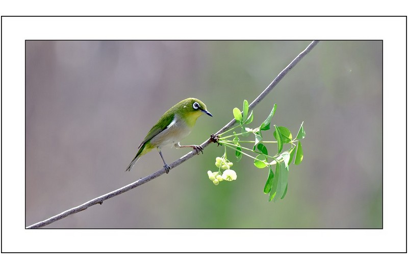 으름꽃과동박이,,,