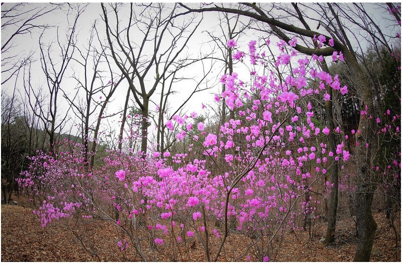 소나무와 진달래