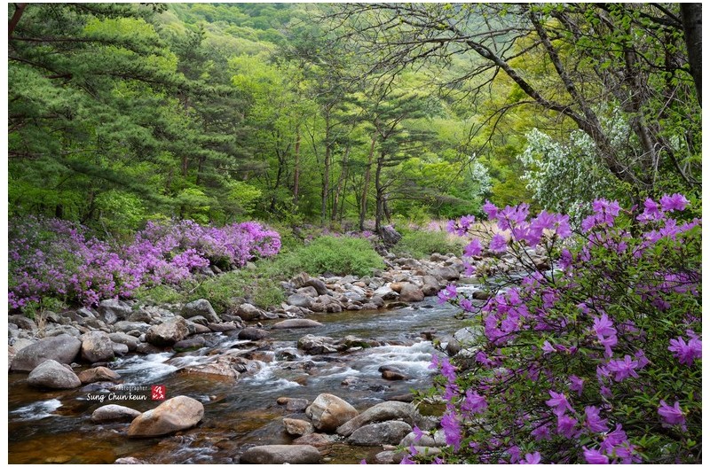 달궁계곡 수달래