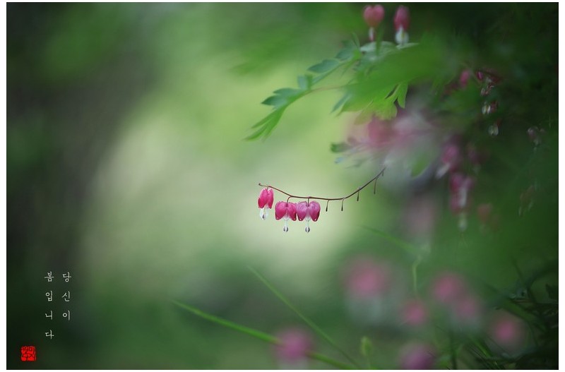 당신이 봄입니다.