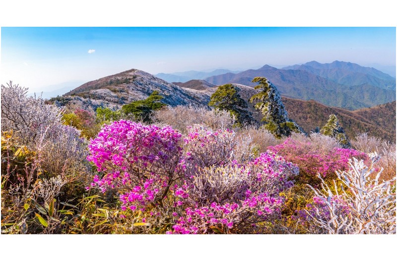 5월의 상고대...