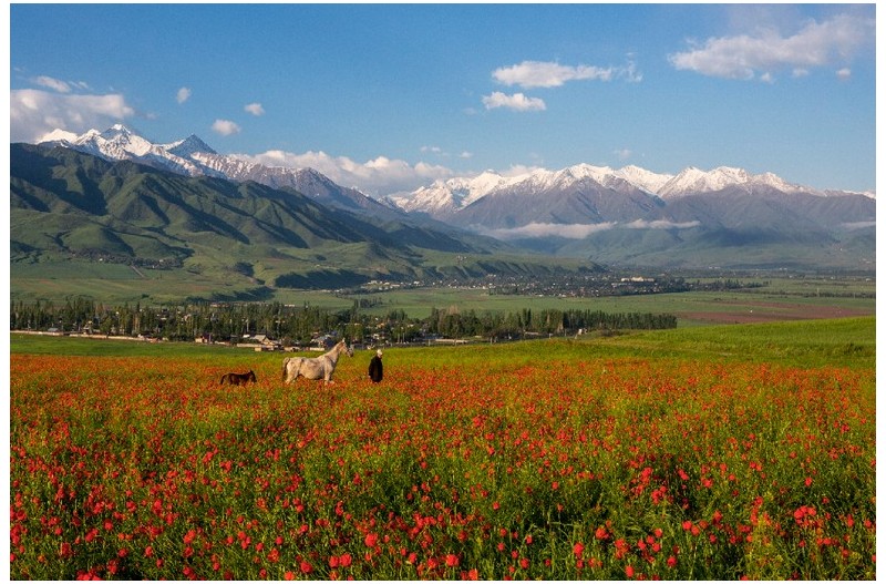 야생 양귀비 동산