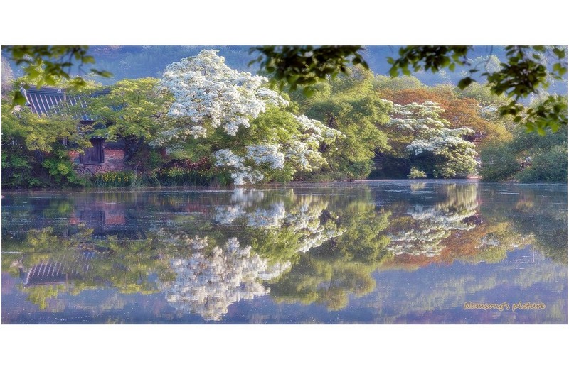 이팝나무의 반영 ----